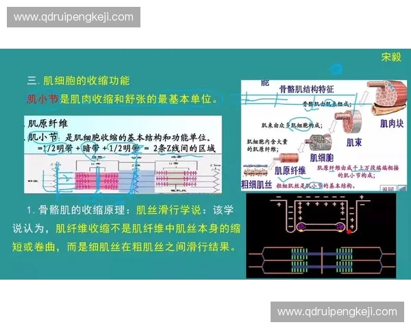 等长收缩在肌肉生理学中的作用机制与训练应用研究