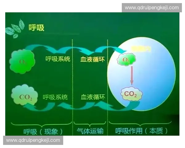 氧气代谢驱动细胞能量重塑与机体健康调控机制及疾病干预新策略探索 氧气代谢驱动细胞能量重塑与机体健康调控机制及疾病干预新策略探索